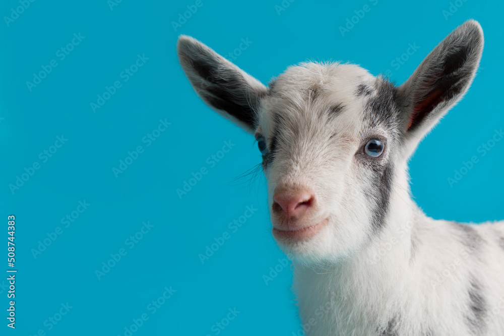 White Nigerian Dwarf Goat on a Blue Background