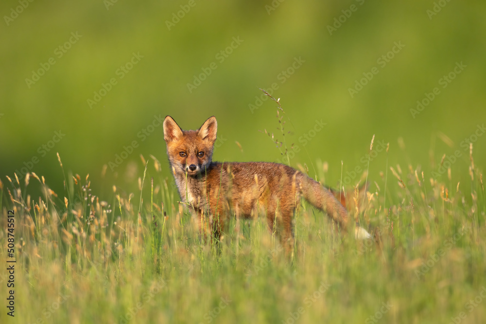 Red fox cub in the grass vulpes vulpes looking at camera