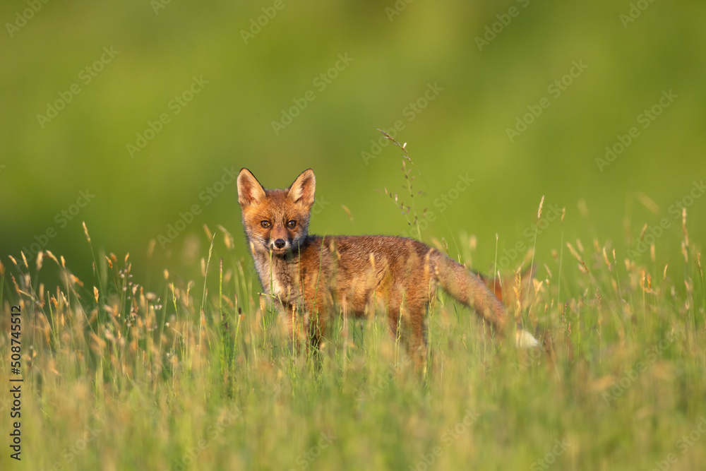 Red fox cub in the grass vulpes vulpes looking at camera Red fox cub in the grass vulpes vulpes looking at camera