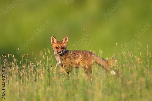 Red fox cub in the grass vulpes vulpes looking at camera © AlexandruPh