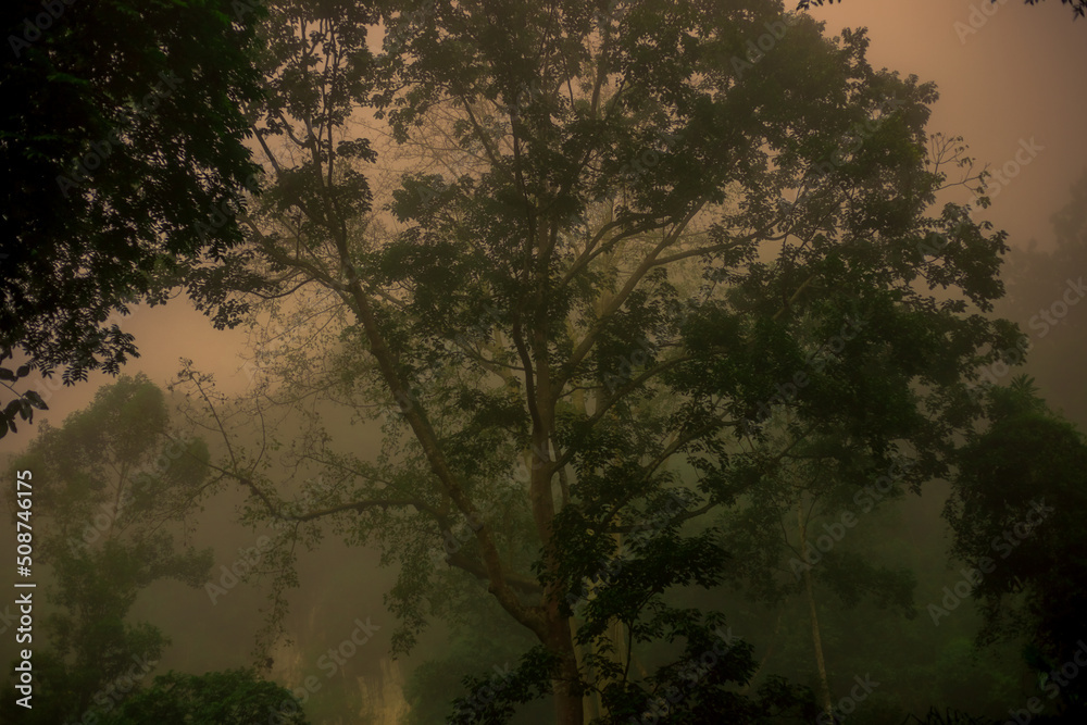 Fototapeta premium high mountain nature background that can see the scenery around, the fog covers the trees in a blur, the cool air, the beauty of the ecosystem