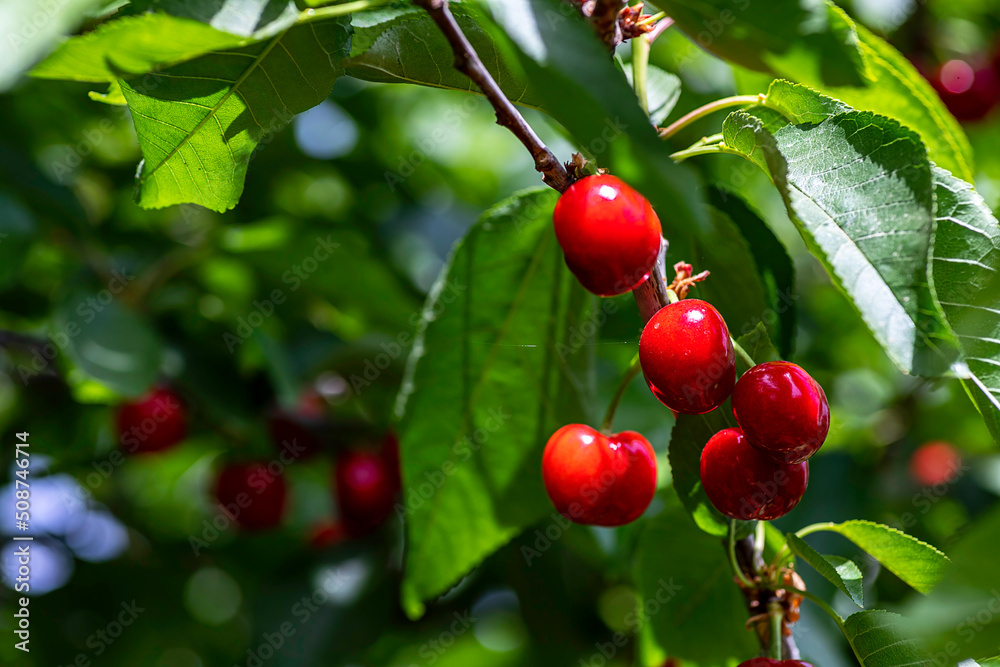 View of Ripe red cherries close upon a branch in garden. Israel