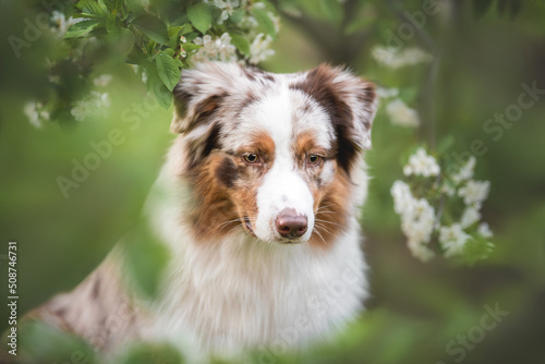 Outdoors close up portrait of red merle australian shepherd dog on the green summer background with leaves and blooming white flowers photo