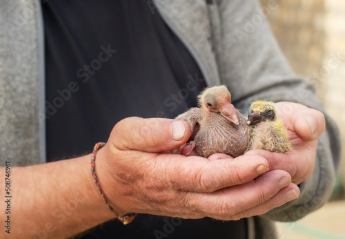 Fotobehang A pair of pigeon chick in fancier hand