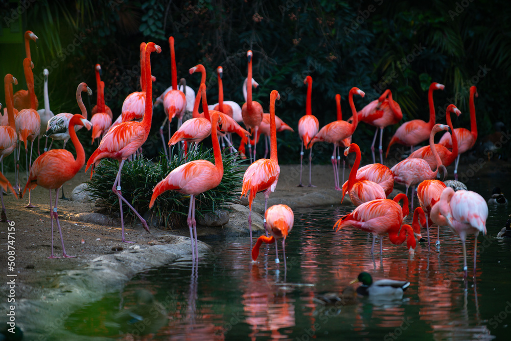 Obraz premium American or Caribbean flamingo, Phoenicopterus ruber. Flamingos or flamingoes are a type of wading bird in the family Phoenicopteridae. Red Flamingos.