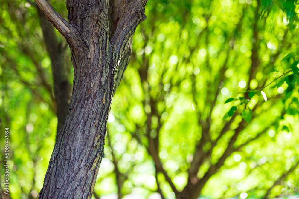 Fototapeta premium Green tree in the forest. Beautiful background