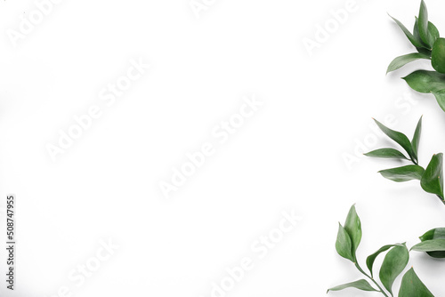 Fresh green leaves on a white background. Space for text. Top view