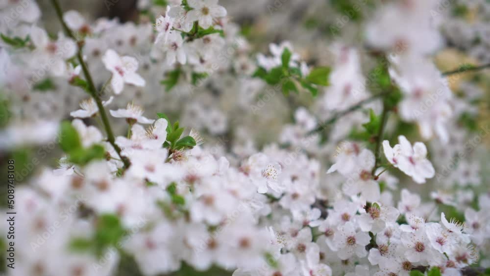 Close-up brunch of cherry blossom. Flower background. White cherry flowering tree in garden Close-up brunch of cherry blossom. Flower background. White cherry flowering tree in garden
