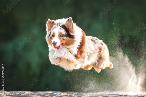 Fotografie Action motion photo of brown white red merle australian shepherd dog running fly