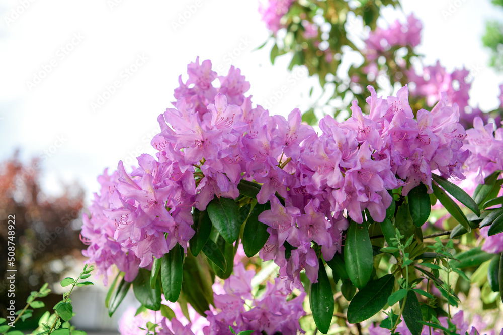 Obraz premium Purple rhododendron flower blooms