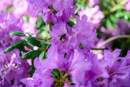 Bee on a Purple rhododendron flower