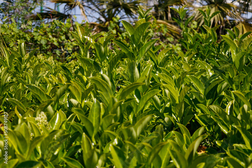 Glossy green leaves. Natural backdrop. Beautiful abstract background, copy space. Creative layout made of green leaves. Nature texture. Beautiful plant leaves are so fresh, with bright colors