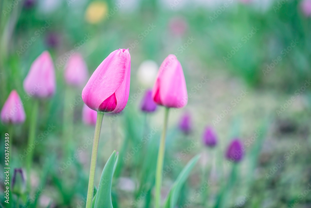 Beautiful colorful pink tulip background photo Beautiful colorful pink tulip background photo