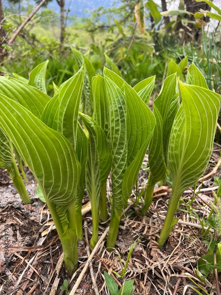 Obraz premium 上高地 ウルイ 山菜 長野県