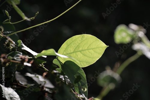 Wild vine in backlit with creamy bokeh background