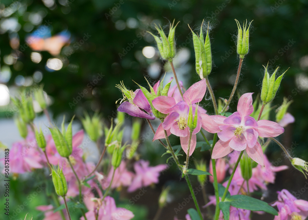 Obraz premium Columbine European or common (Aquilegia vulgaris), a flowering plant in the garden