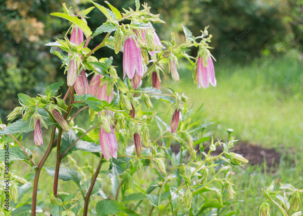Spotted Bellflower, Cherry Bells, Campanula Punctata 2 Spotted Bellflower, Cherry Bells, Campanula Punctata 2