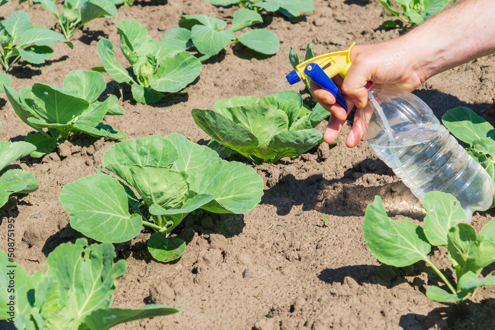Naklejka premium Treatment of cabbage seedlings before flowering with a fungicide against pests and diseases. Spraying plants with a sprayer. Garden care.