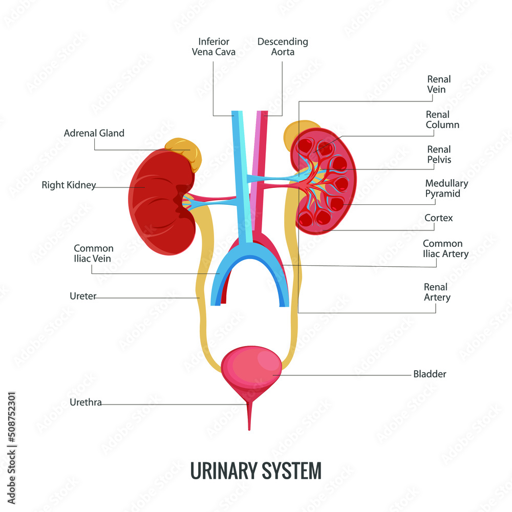 Anatomy of the human urinary system Stock Vector | Adobe Stock