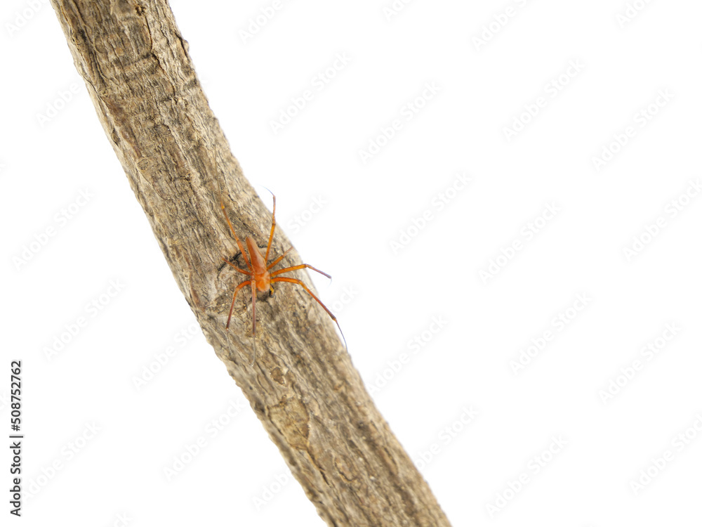 Obraz premium 棒にくっついているオオジョロウグモの雄