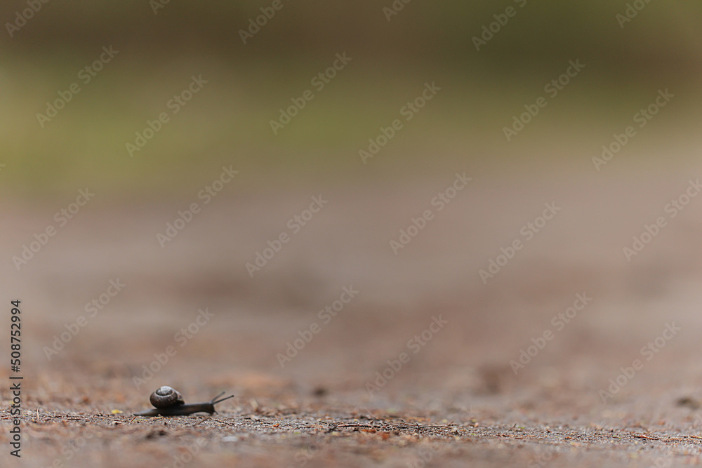slow snail macro garden nature is small slow snail macro garden nature is small