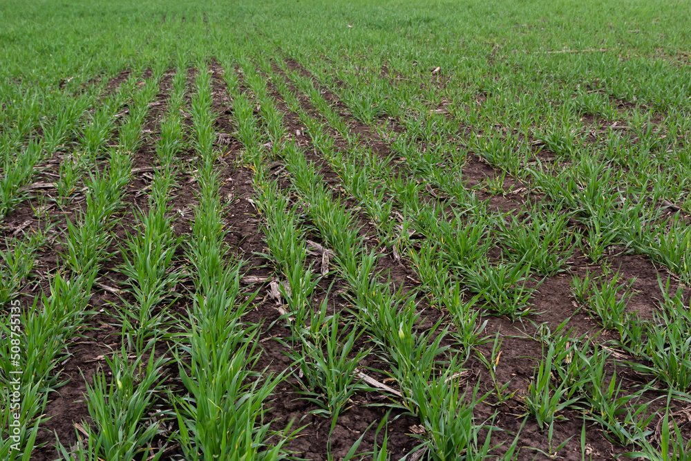 rows of green young shoots , the concept of agriculture, planted wheat or rye field rows of green young shoots , the concept of agriculture, planted wheat or rye field