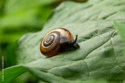 Oxychilus draparnaudi snail, blue body, on a green leaf. macro