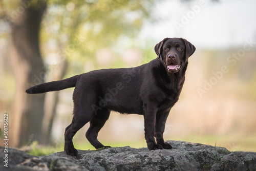 Obraz na plátně Outdoors photo of chocolate brown labrador retriever dog standing on the big gre