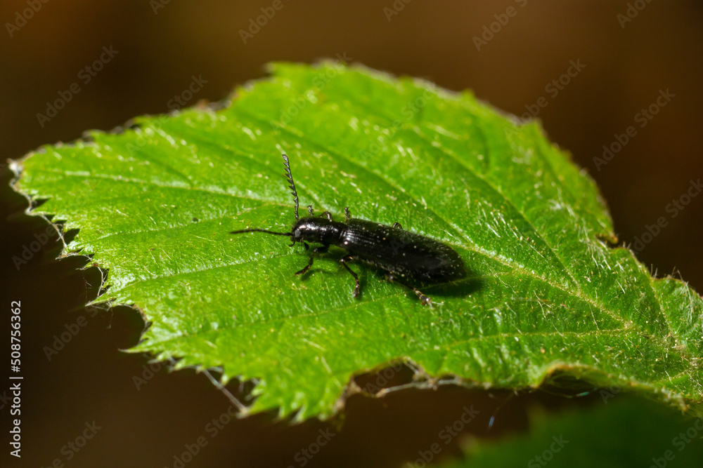 Close up Malachite beetle, Malachius bipustulatus, family soft-winged flower beetles, Melyridae, on a leaf. Dutch garden. Spring, May Close up Malachite beetle, Malachius bipustulatus, family soft-winged flower beetles, Melyridae, on a leaf. Dutch garden. Spring, May
