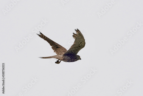 common kestrel in flight