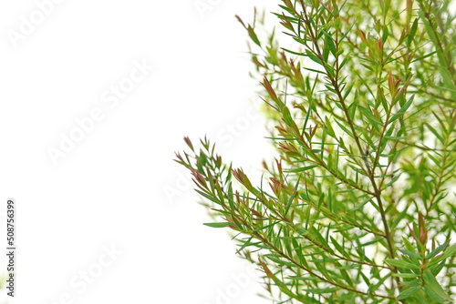 pink Ellwood gold leaf chamaecyparis ,Pine leaves tea tree ,Herb plant with water drops ,rain backgroundr leaves