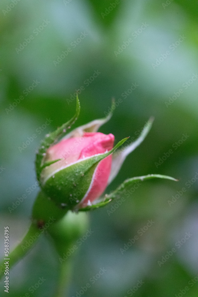 Rose, Blüte, Knospe, rosa, frisch, Natur