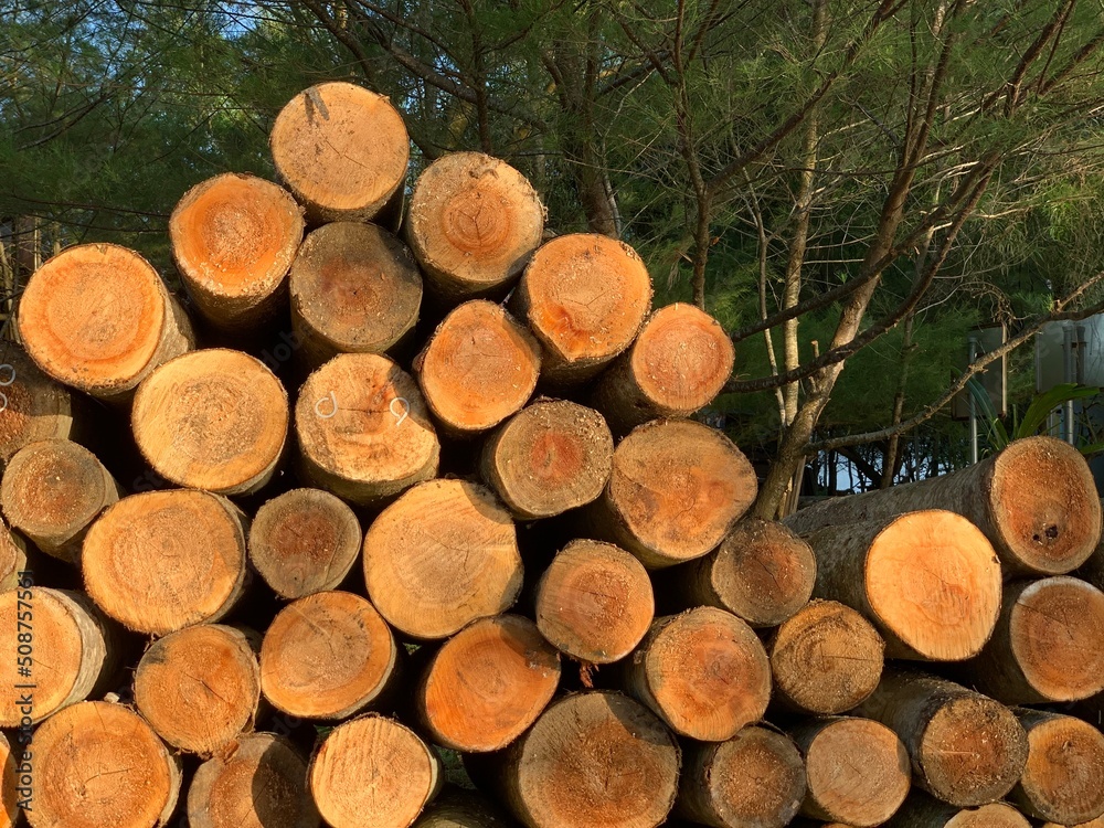 

Stacked of logs or timber arranged in forest 