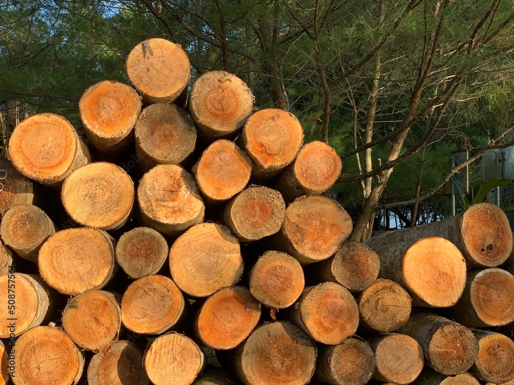 Stacked of logs or timber arranged in forest
Stacked of logs or timber arranged in forest