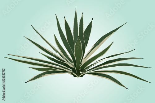 Agave plant isolated on blue backgroungd.
