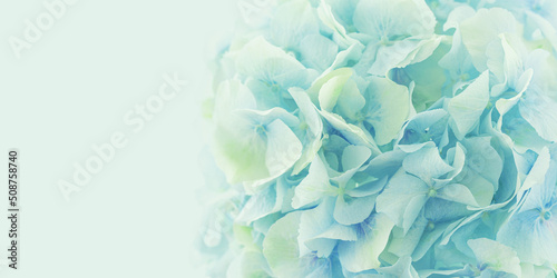 Beautiful blooming blue hydrangea flowers. Floral background.