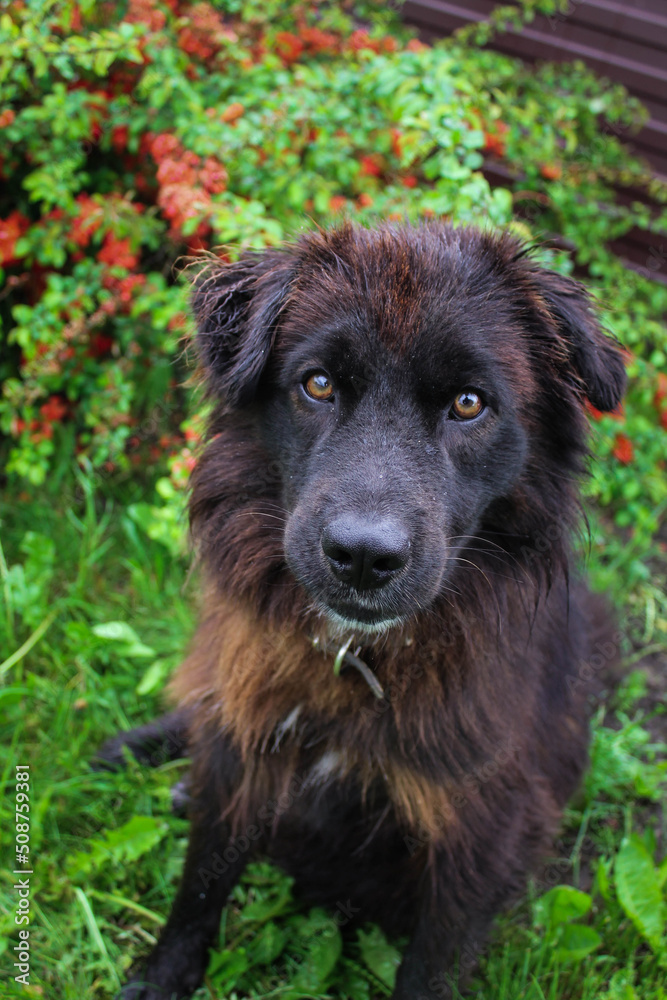 portrait of a dog portrait of a dog