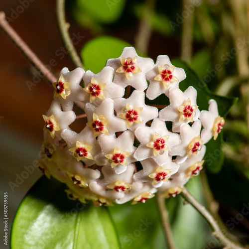 Home flower Hoya carnosa, shallow depth of field. Close up of white and pink Hoya flowers or porcelain flower or wax plant. A plant with dark green waxy foliage and fragrant flowers. Hoya is fleshy.