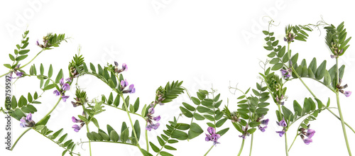 Frame of Vicia sativa meadow flowers isolated on white background. Floral composition of vetches weeds. photo