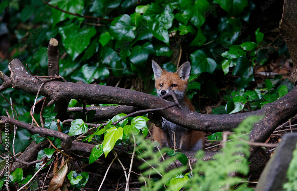 Urban fox cubs exploring the garden