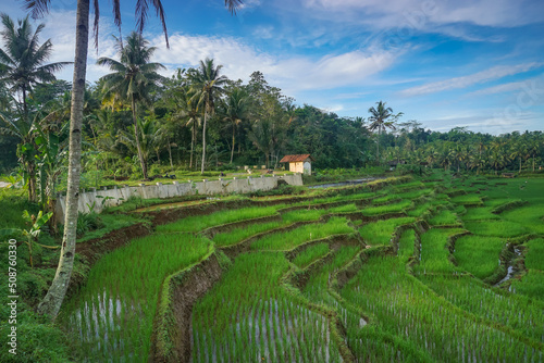 Green rice fields terraces with gazebo in the middle. Beautiful view in the Countryside of Asia. 