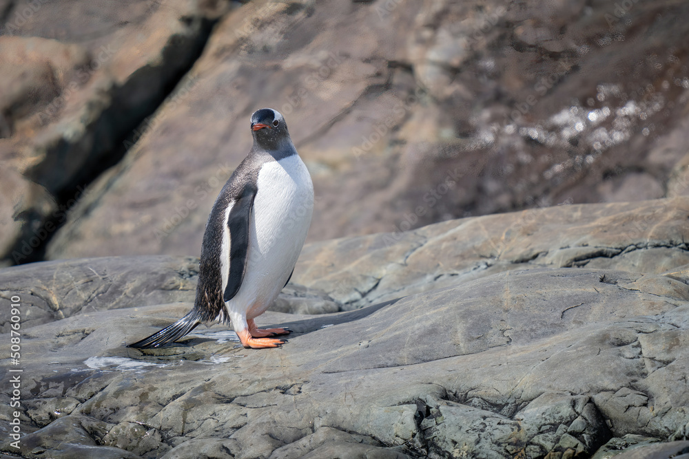 Fototapeta premium Wet gentoo penguin stands on rocky shoreline