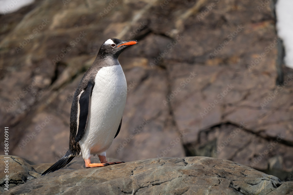 Naklejka premium Wet gentoo penguin stands on sunlit rock