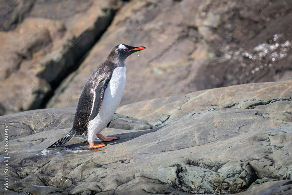 Naklejka premium Wet gentoo penguin walks along rocky shore