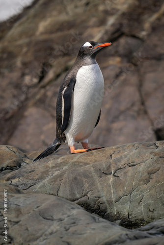 Wet gentoo penguin standing on sunlit rock