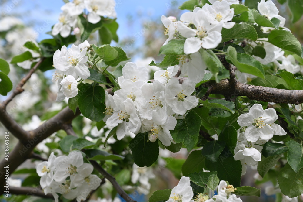 Blooming spring apple tree close-up.