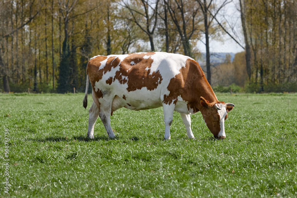 White brown cow grazing in meadow White brown cow grazing in meadow