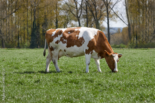 White brown cow grazing in meadow © erwin