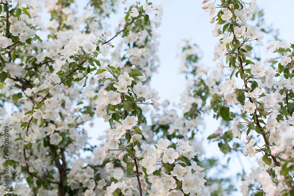 Blossom apple over nature background, spring flowers. Blossom apple over nature background, spring flowers.