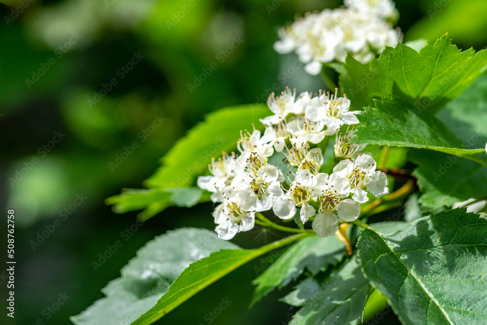 Branches of the flowering crataegus close-up. White hawthorn flowers with green foliage on a bokeh background Branches of the flowering crataegus close-up. White hawthorn flowers with green foliage on a bokeh background